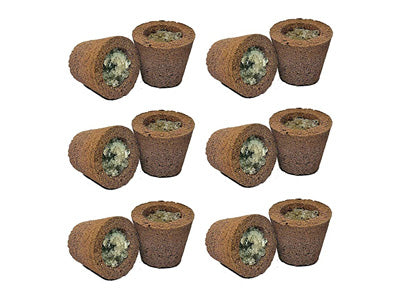 Cup Dhoop (Guggal) (Samruddhi)