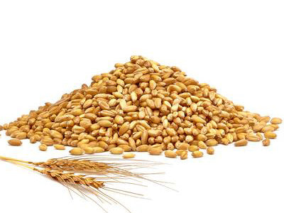 Wheat PNG transparent image download, size: 5274x4639px