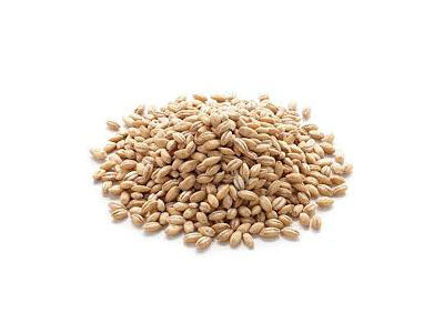 Organic Barley Seeds