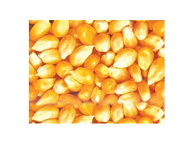 Organic Maize